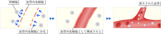 血管の内皮細胞に分化し、血管の形成を助けます