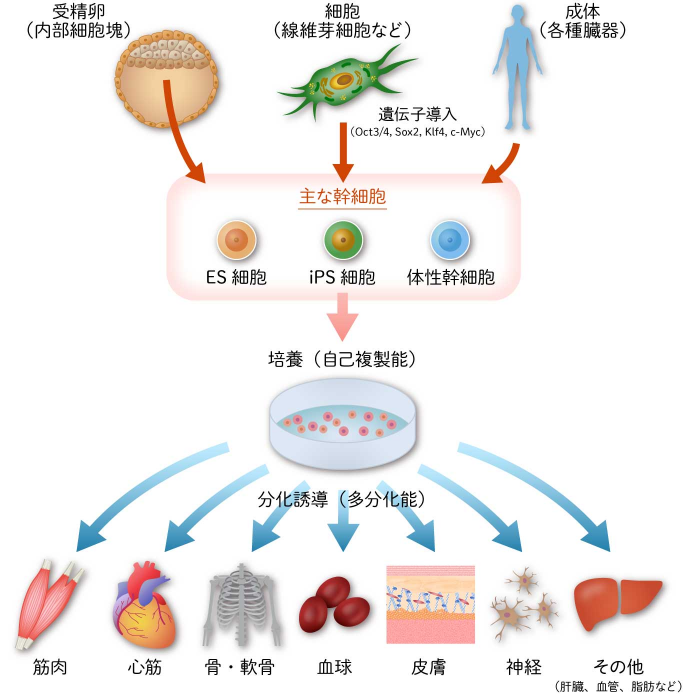 幹細胞移植の様々な治療の可能性