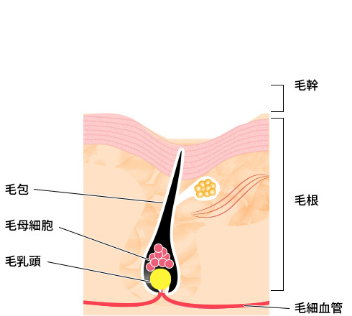 血管新生を促進、栄養促進、毛母細胞の増殖