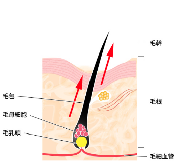 発毛が促進
