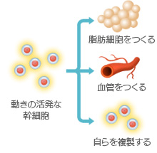 幹細胞とは