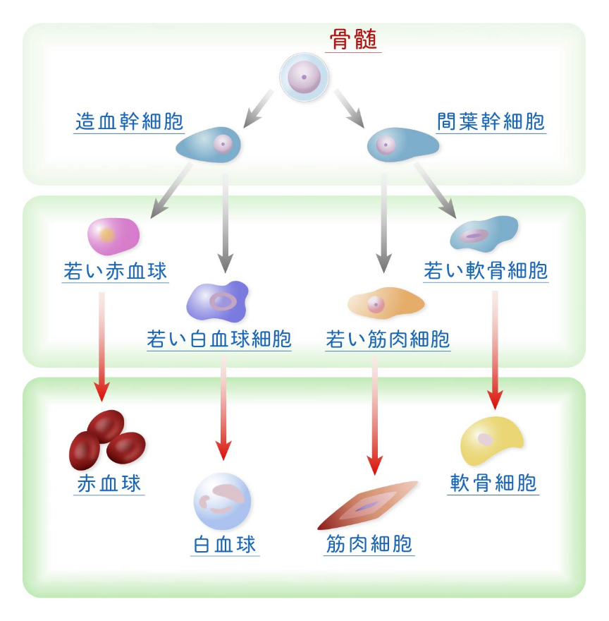 体性幹細胞（組織幹細胞）