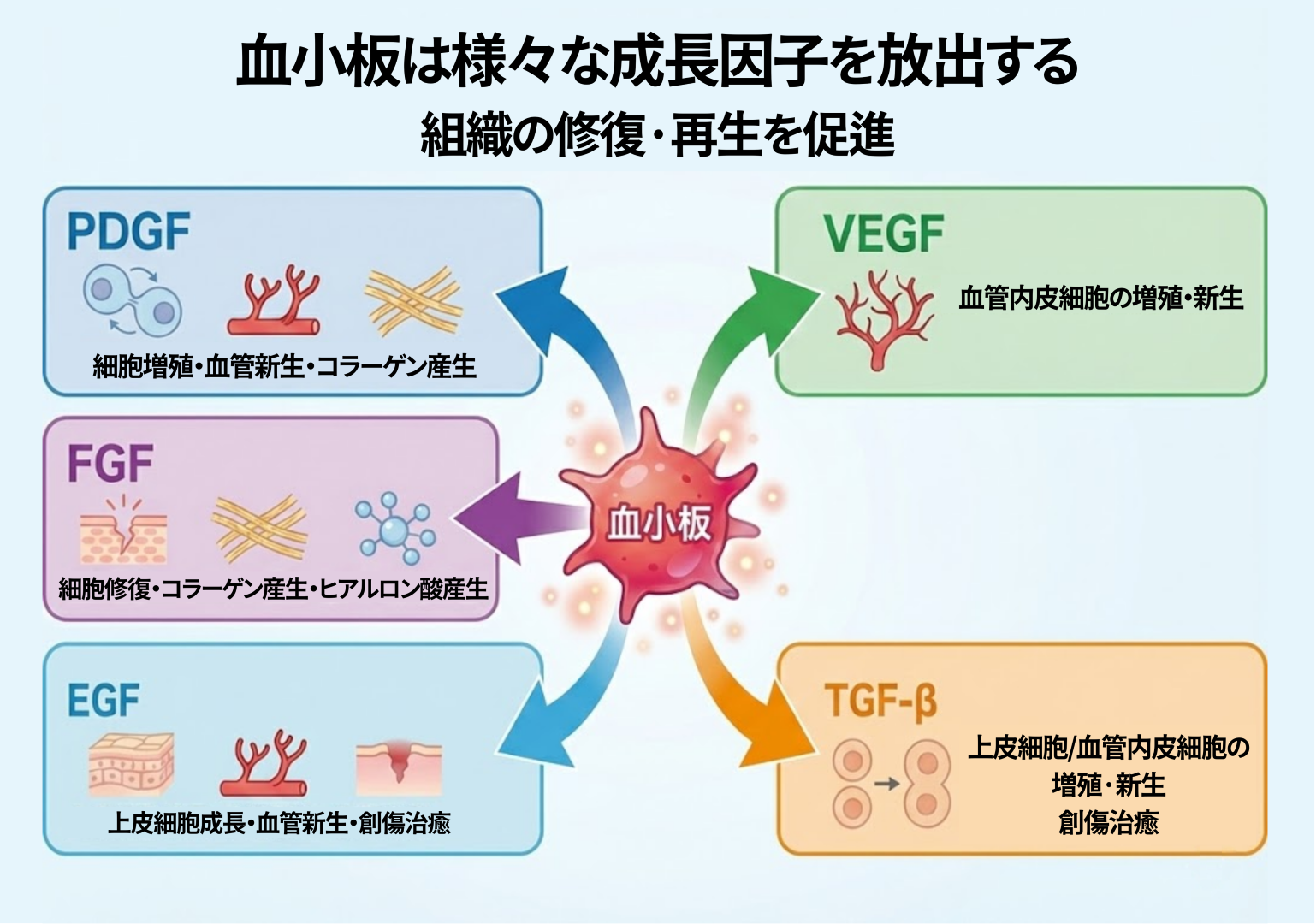 血小板から放出される成長因子の種類